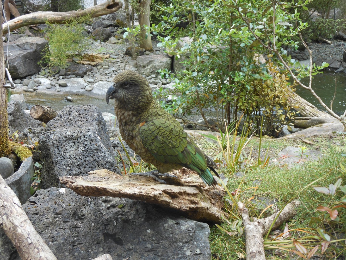 Kea (Nestor notabilis)