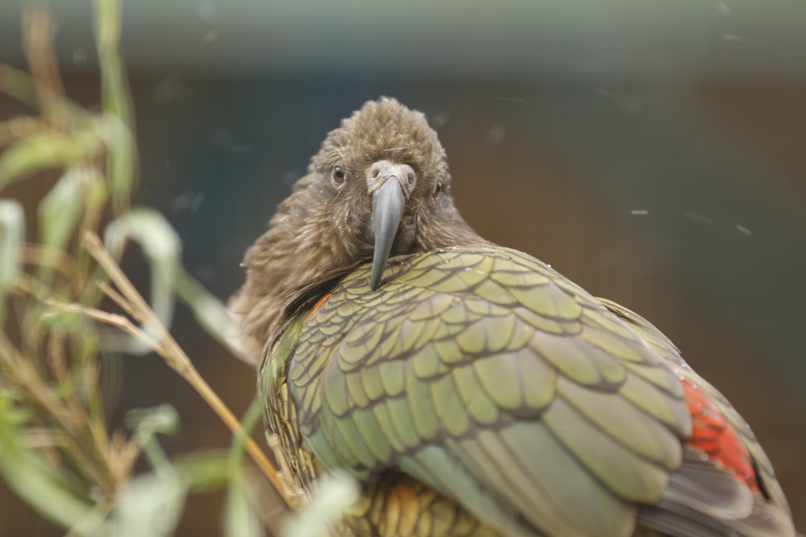 Kea (Nestor notabilis)