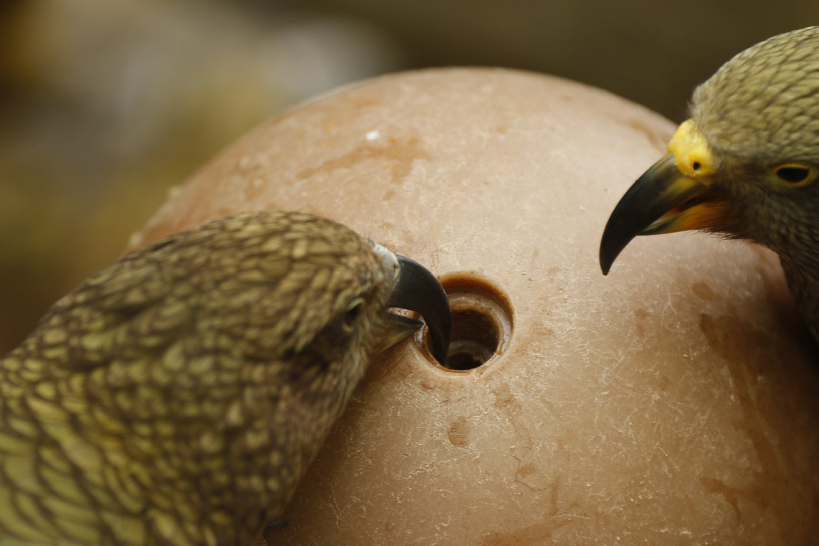 Kea (Nestor notabilis)