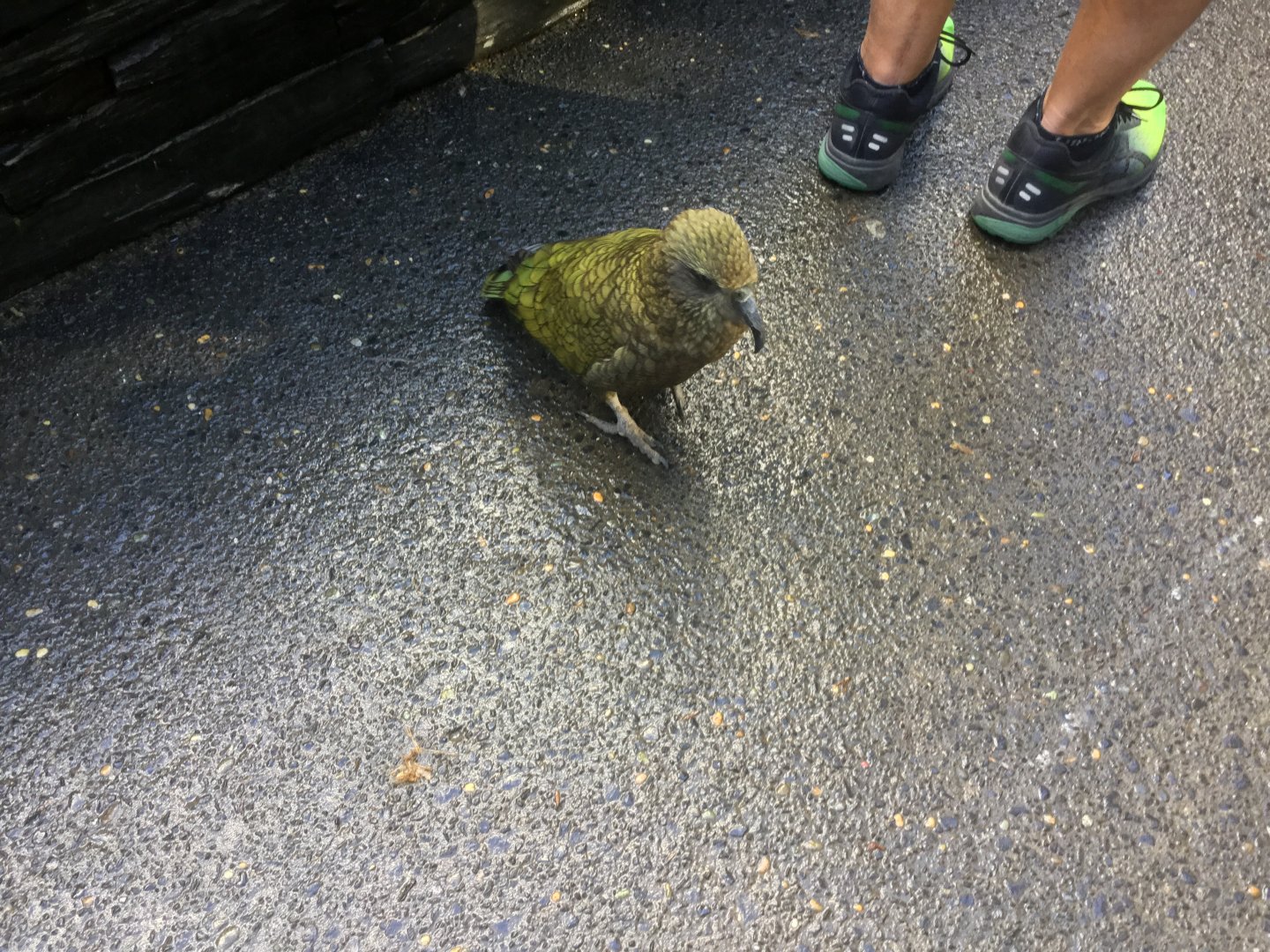 Kea (Nestor notabilis)