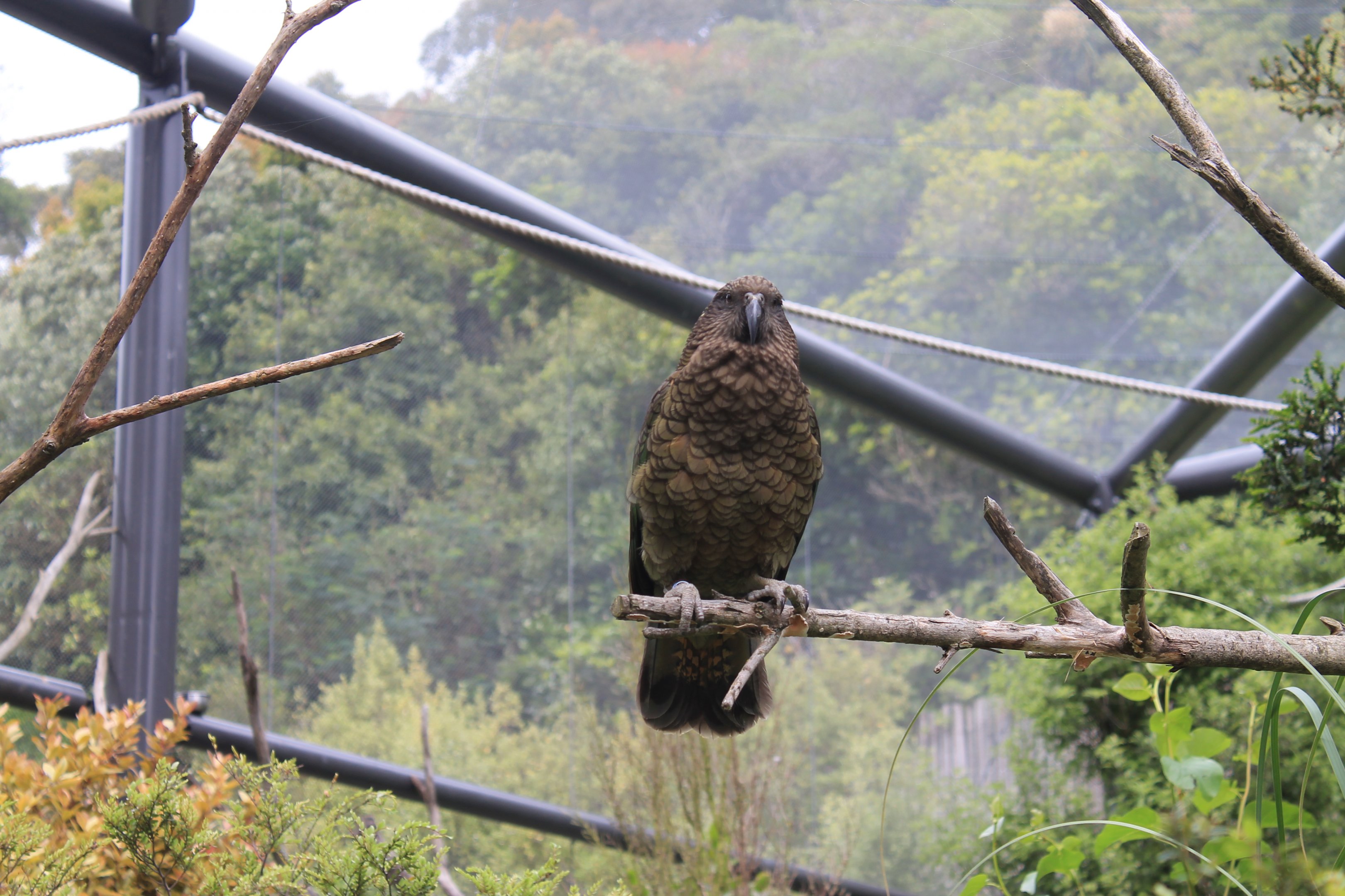 Kea (Nestor notabilis)