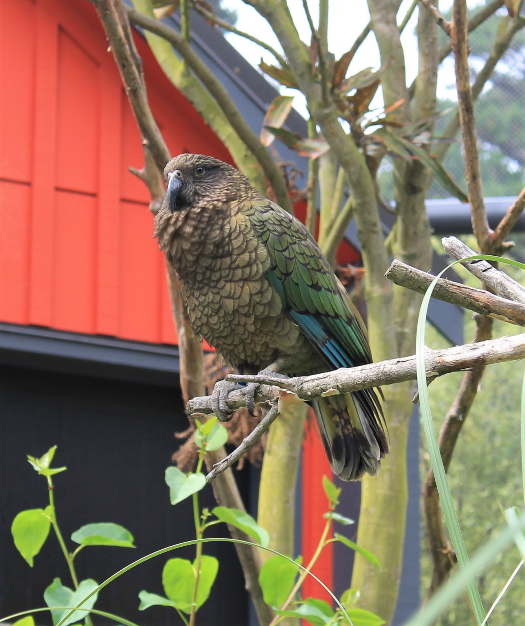 Kea (Nestor notabilis)