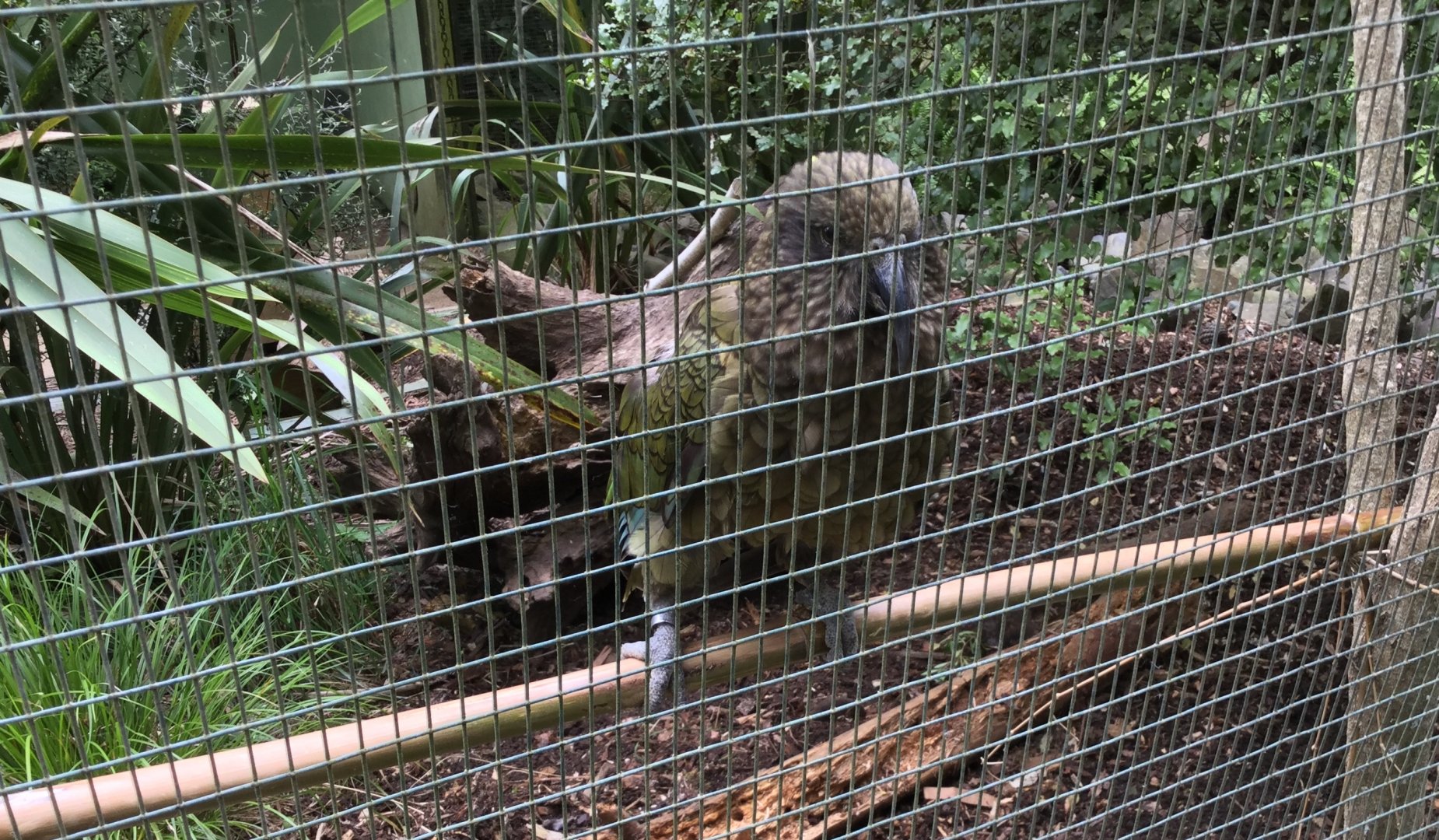 Kea (Nestor notabilis)