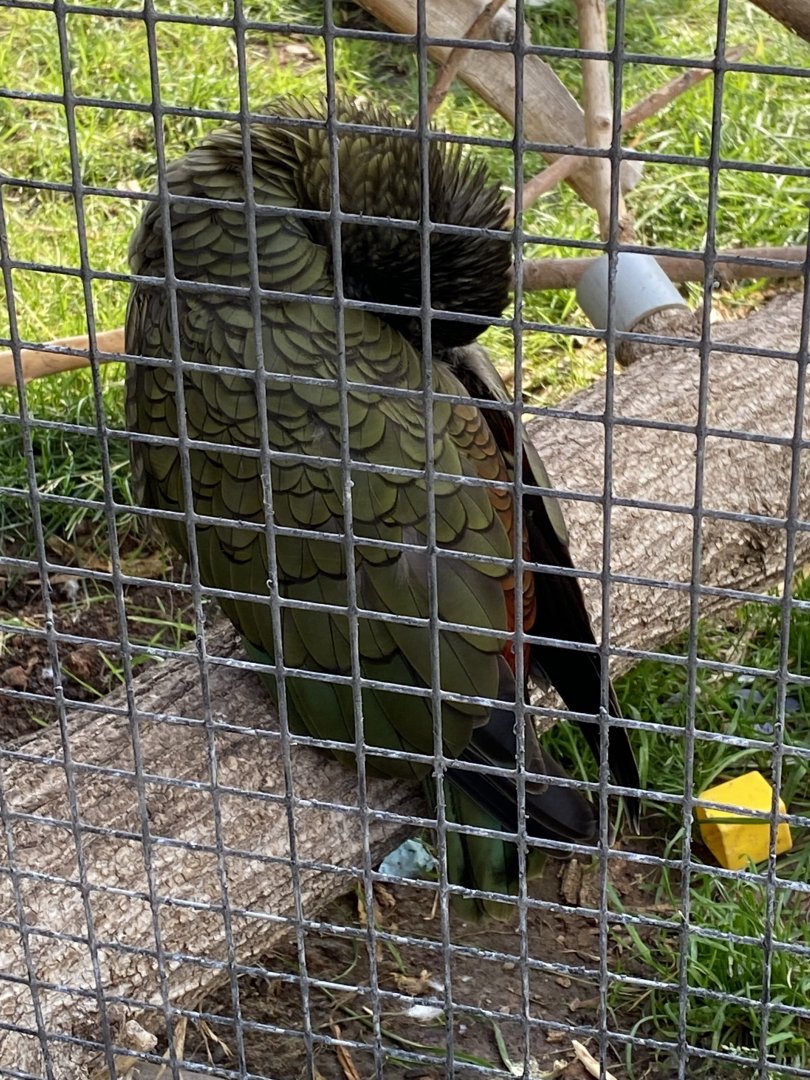 Kea (Nestor notabilis)