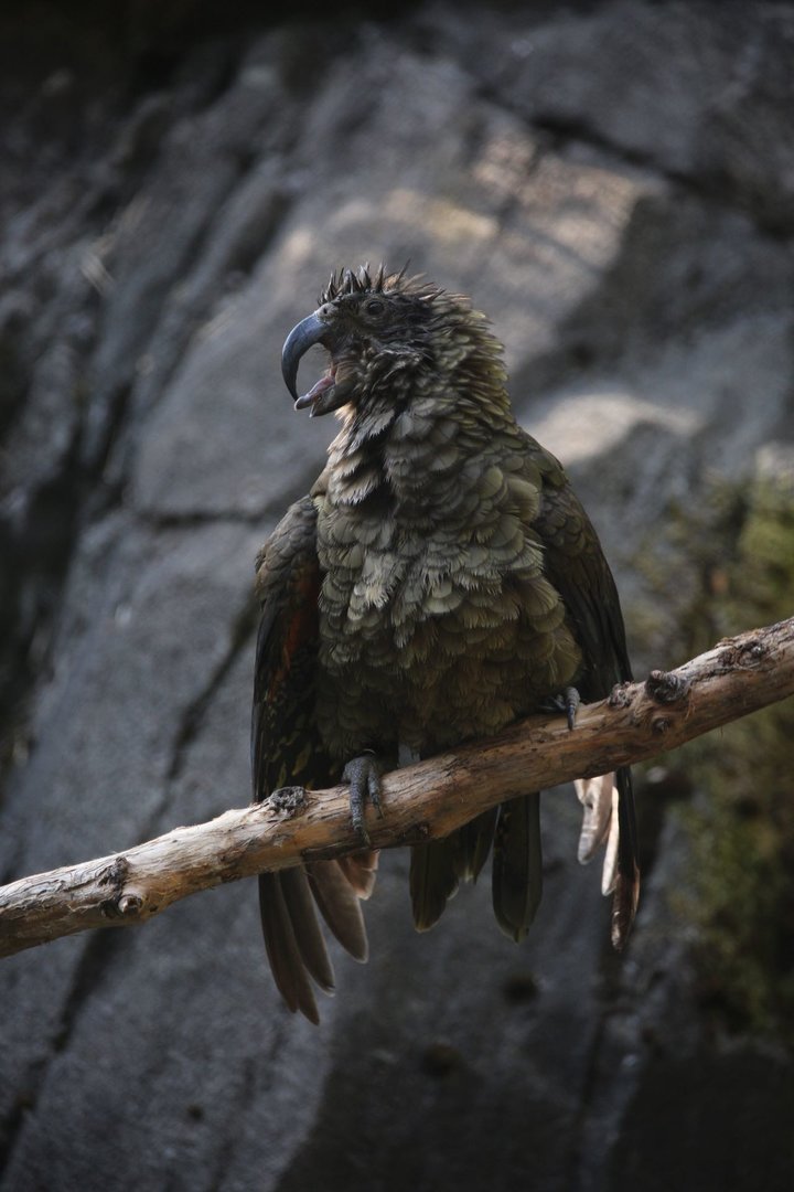 Kea/ Nestor notabilis
