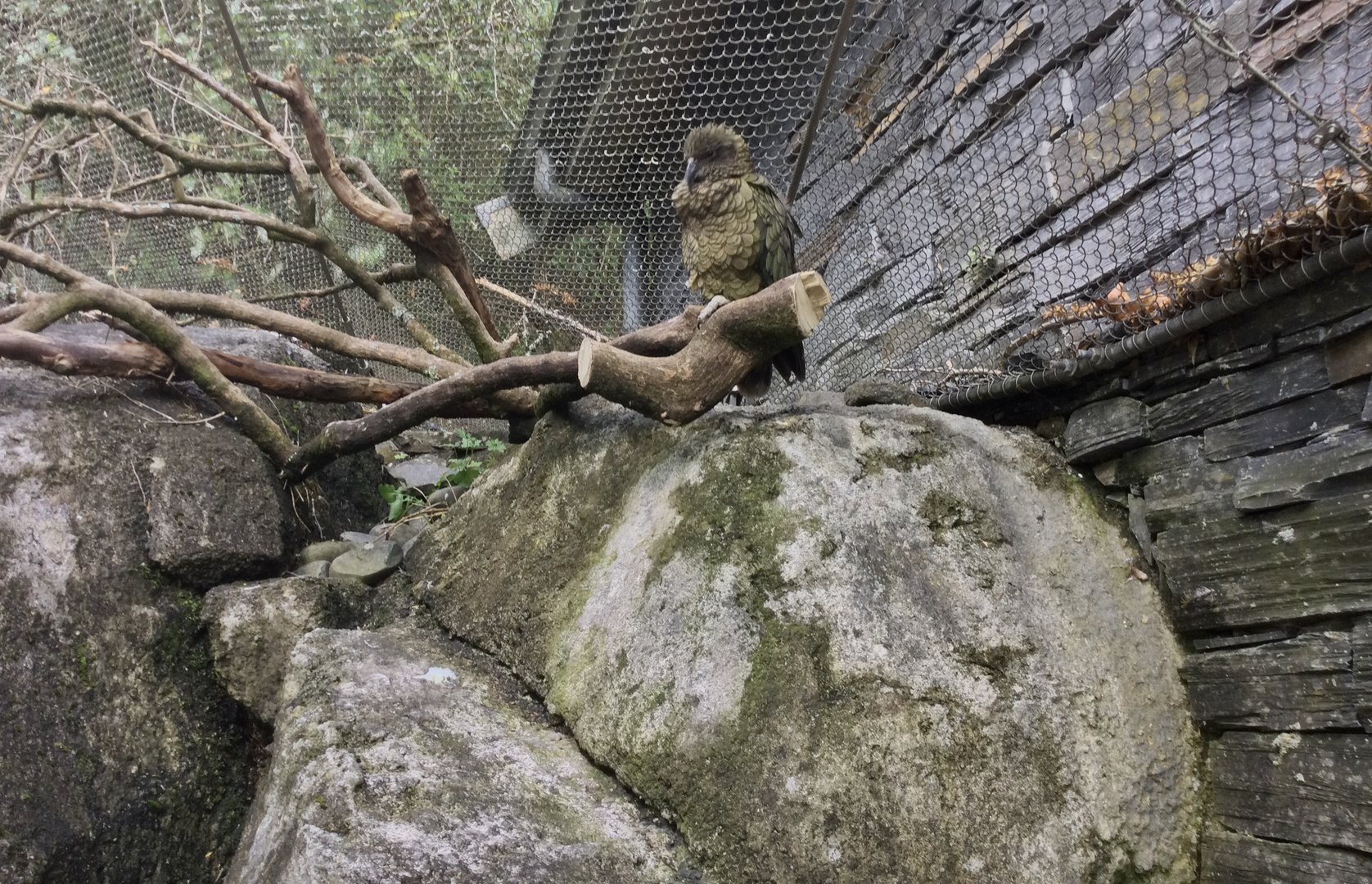 Kea (Nestor notabilis)