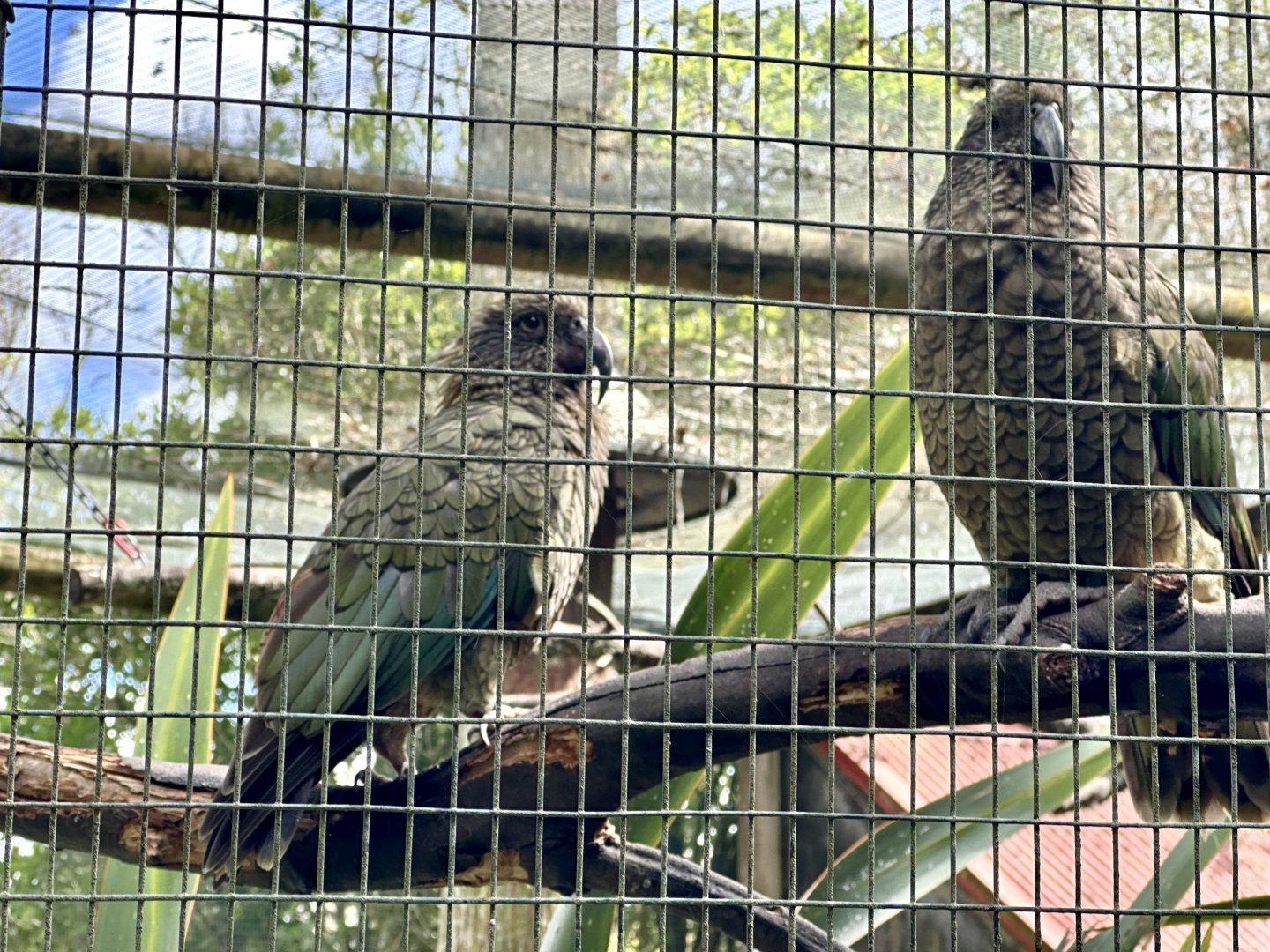 Kea (Nestor notabilis)