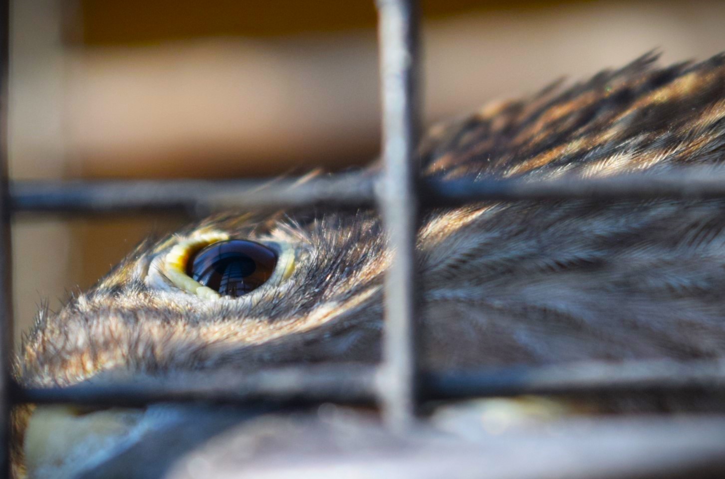 Kea (Nestor notabilis)