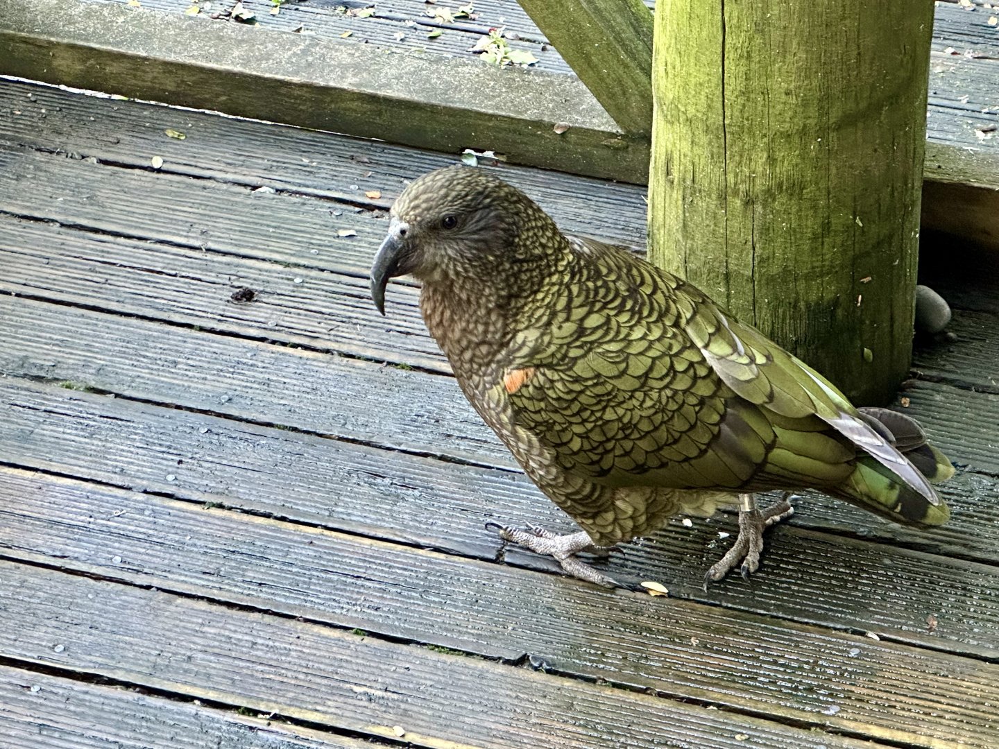 Kea (Nestor notabilis)