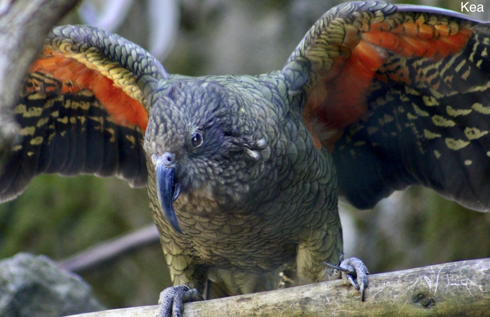 Kea (Nestor notabilis)