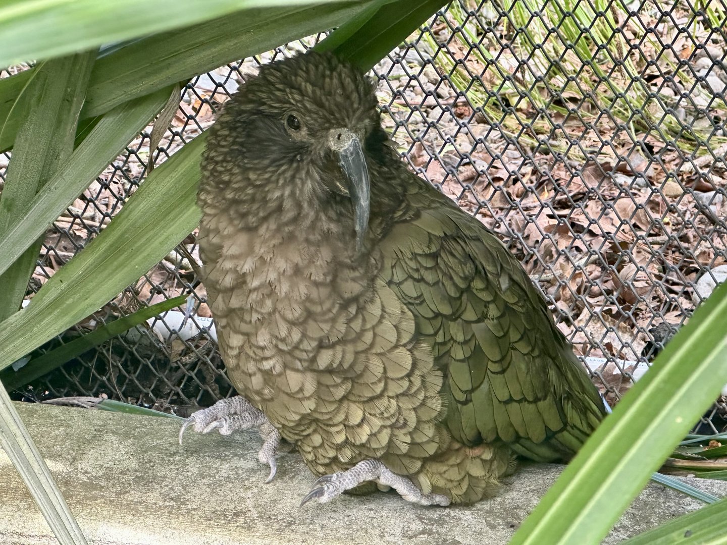 Kea (Nestor notabilis)