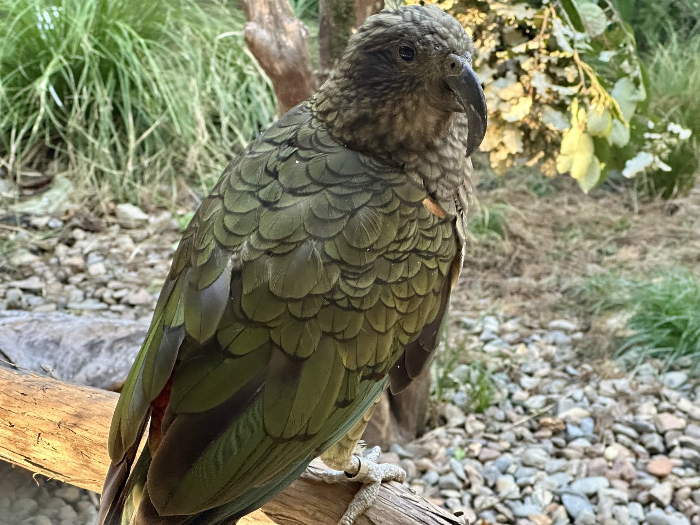 Kea (Nestor notabilis)