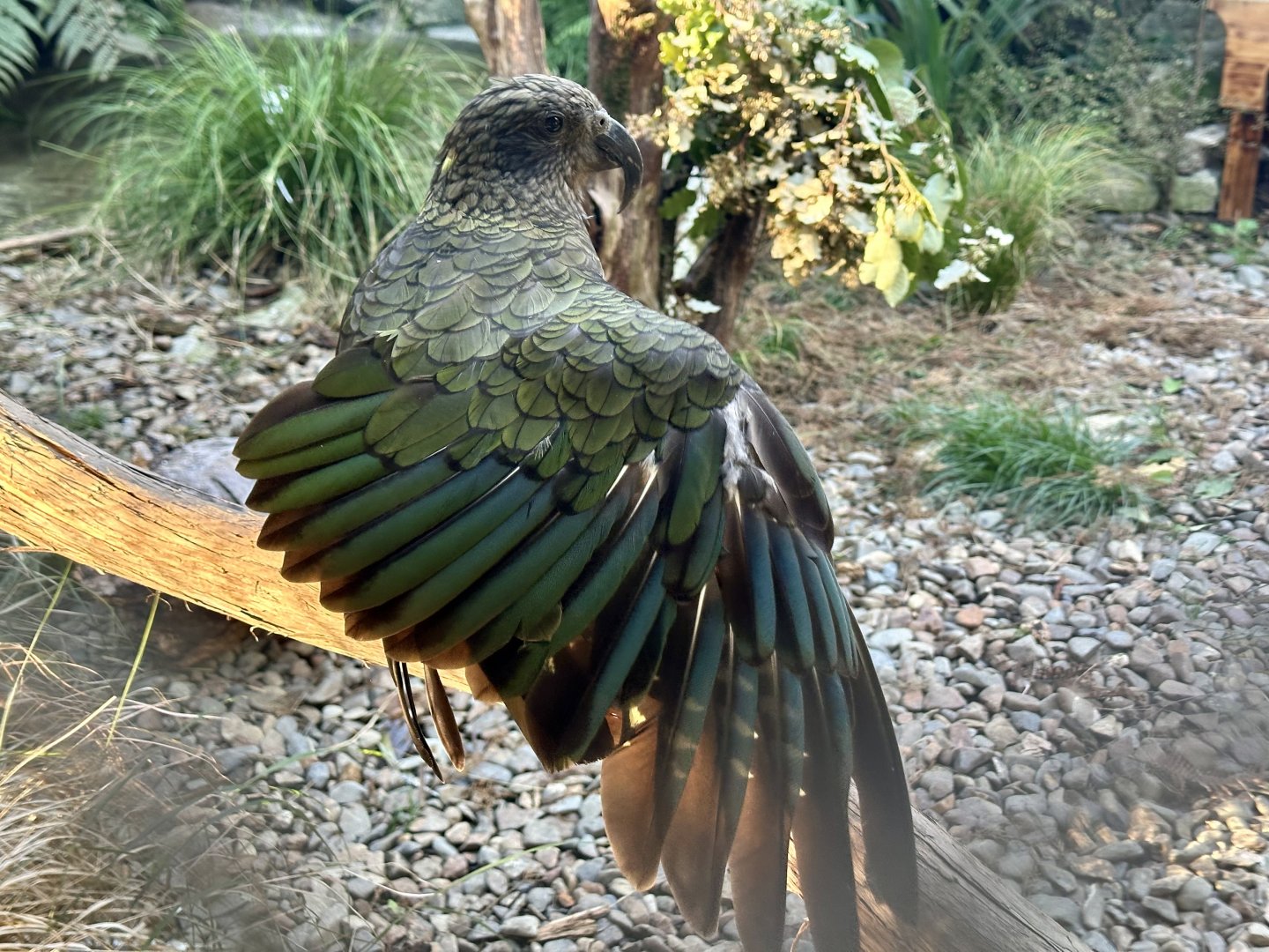 Kea (Nestor notabilis)