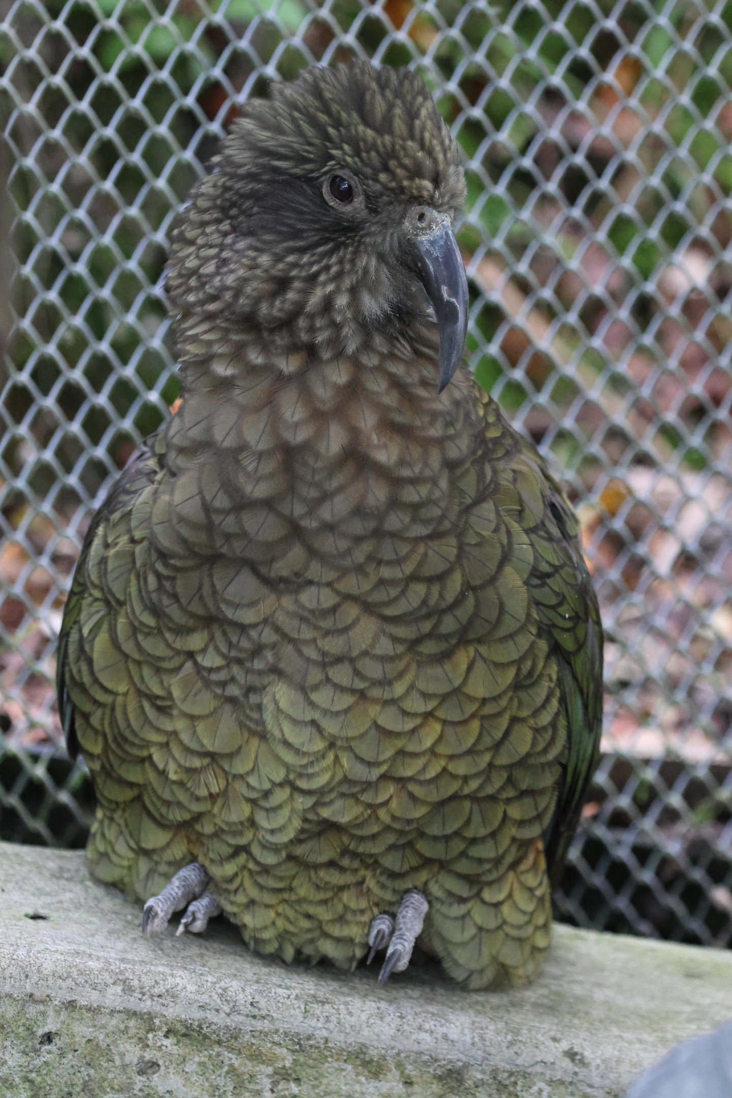 Kea (Nestor notabilis)