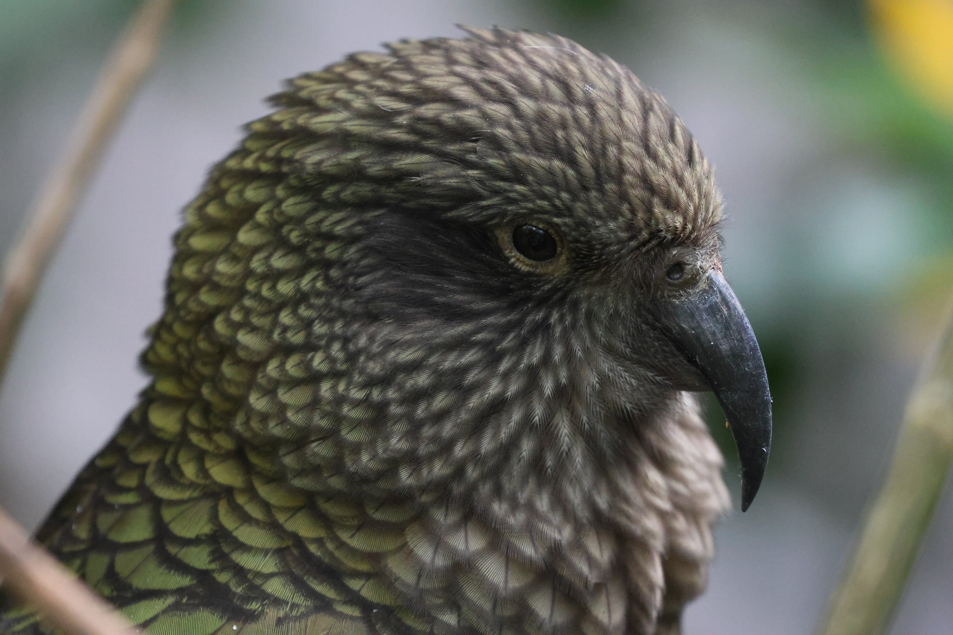 Kea (Nestor notabilis)