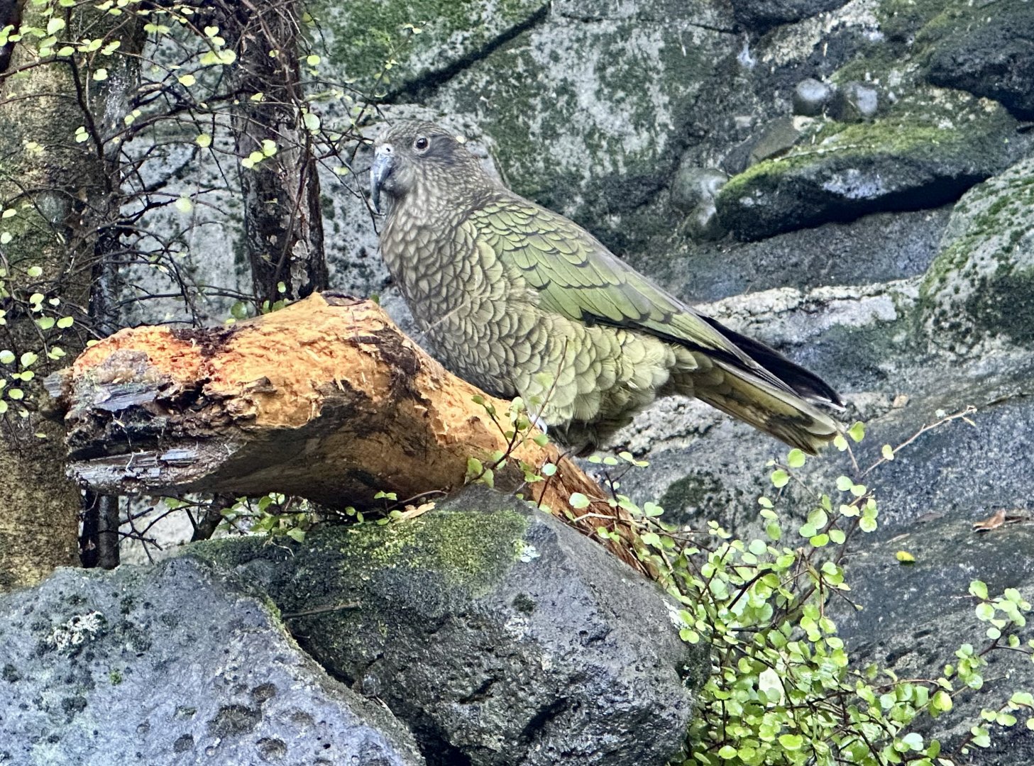 Kea (Nestor notabilis)