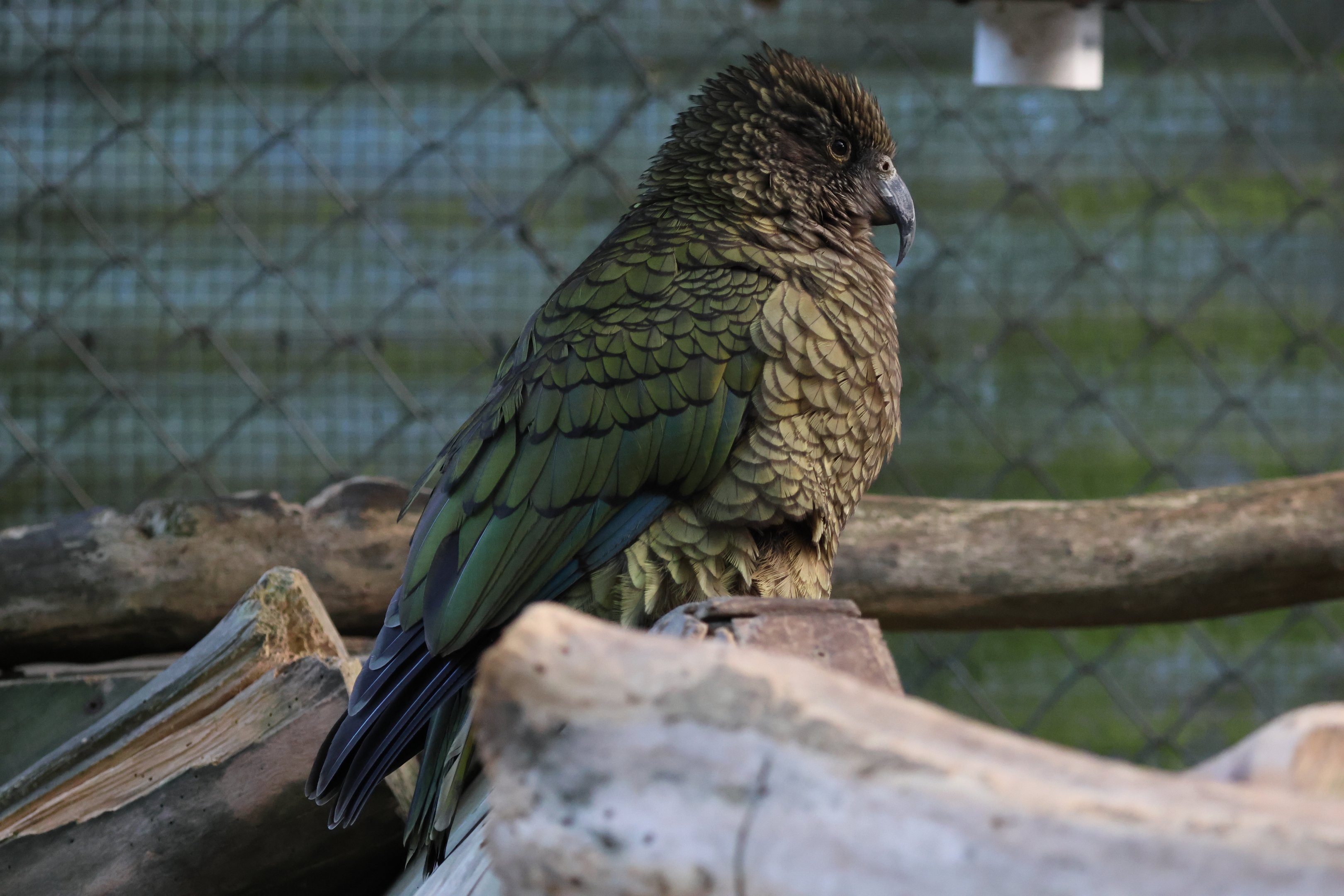 Kea (Nestor notabilis)