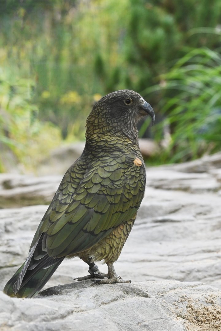 Kea (Nestor notabilis)
