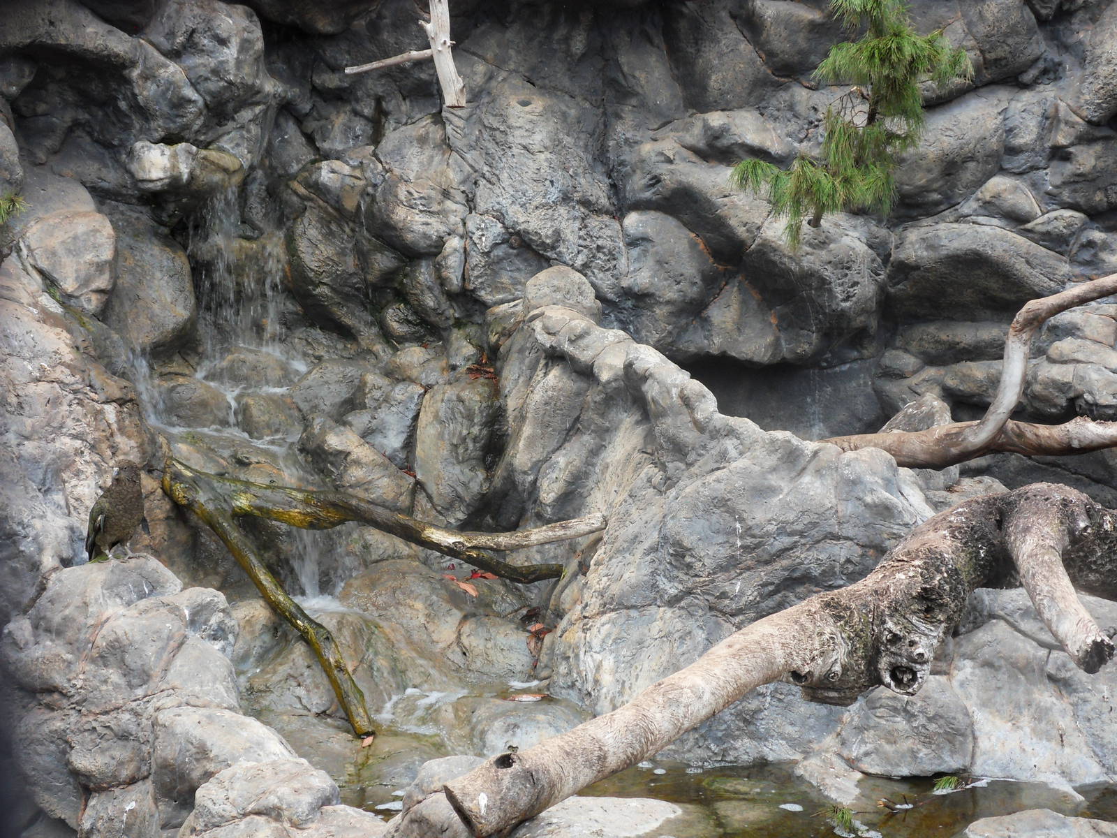 Kea (Nestor notablis) exhibit