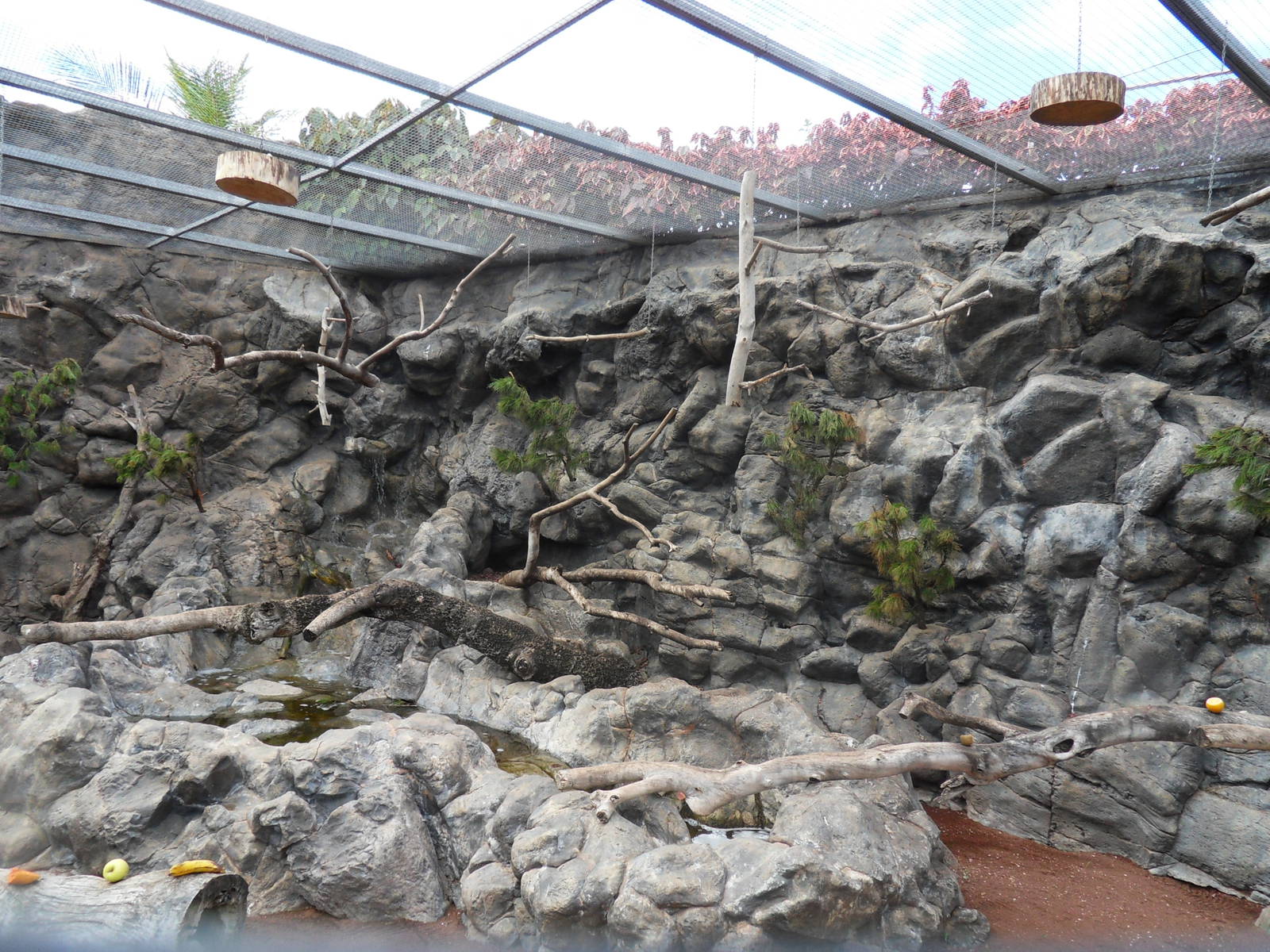 Kea (Nestor notablis) exhibit