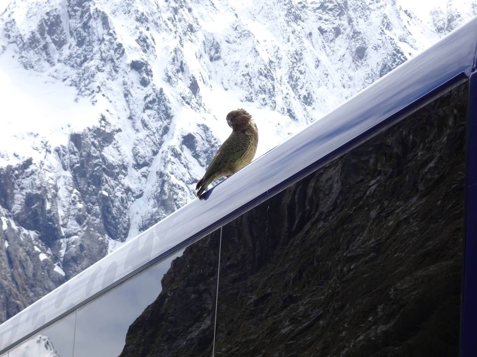 Kea, November 2015