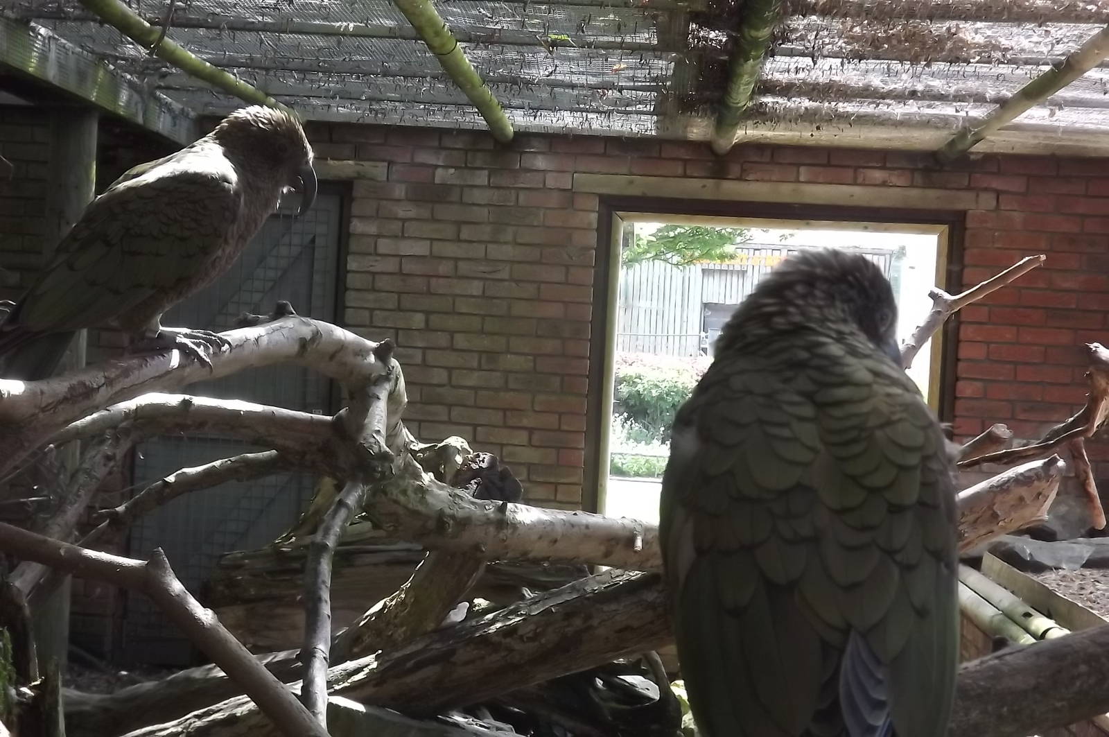 Kea pair at Blackpool Zoo 17/06/12