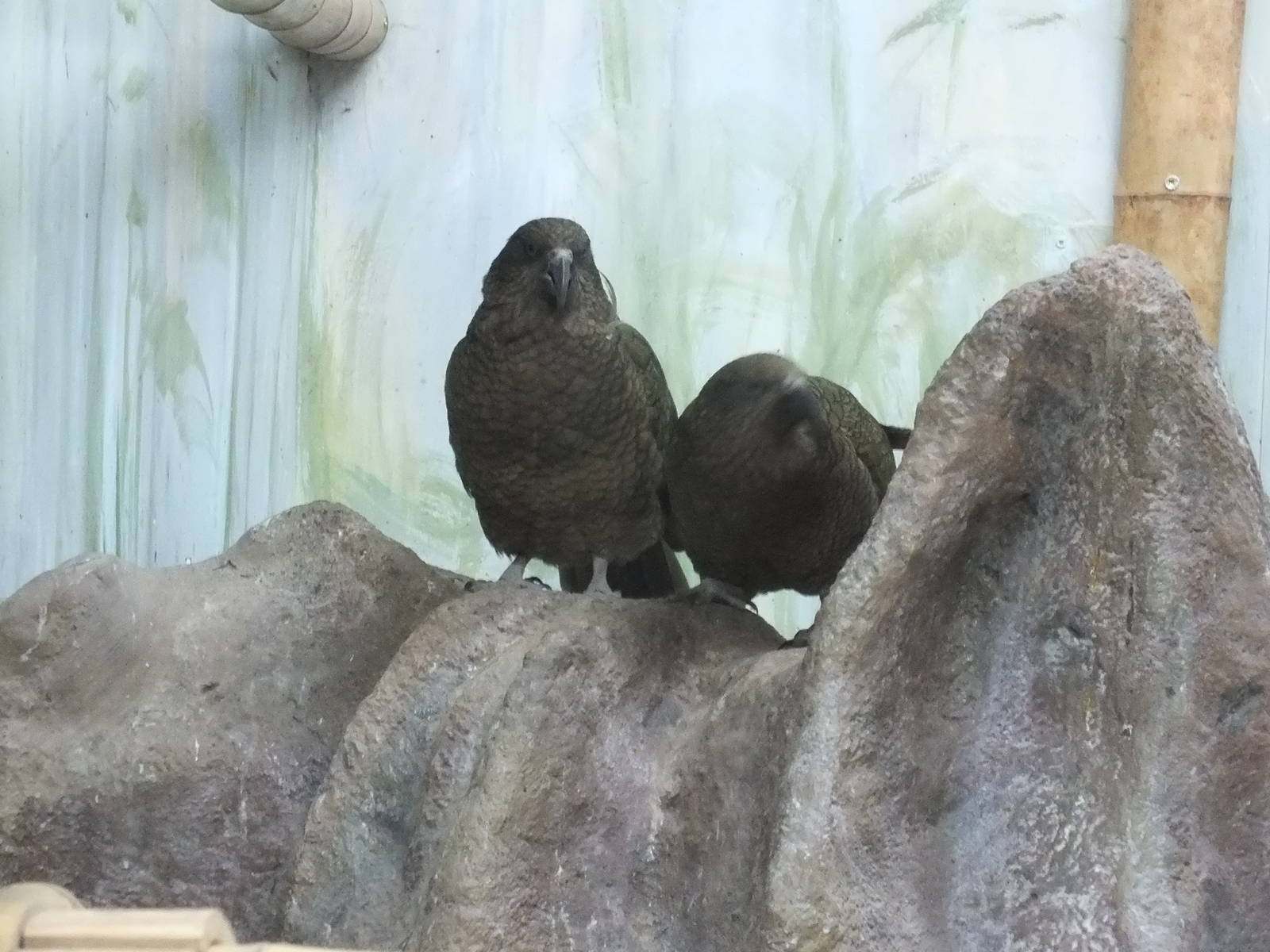 Kea Pair