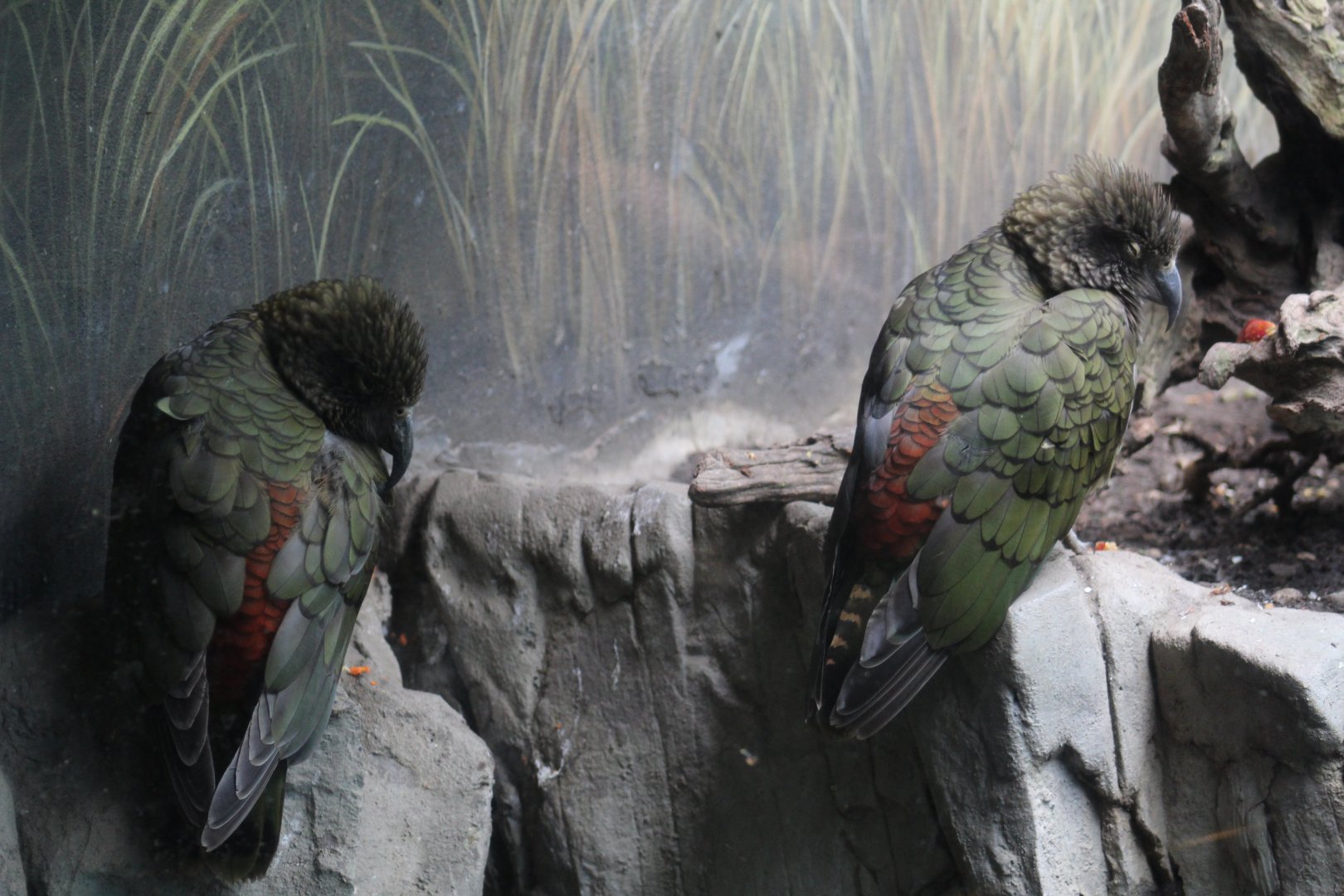 Kea Pair