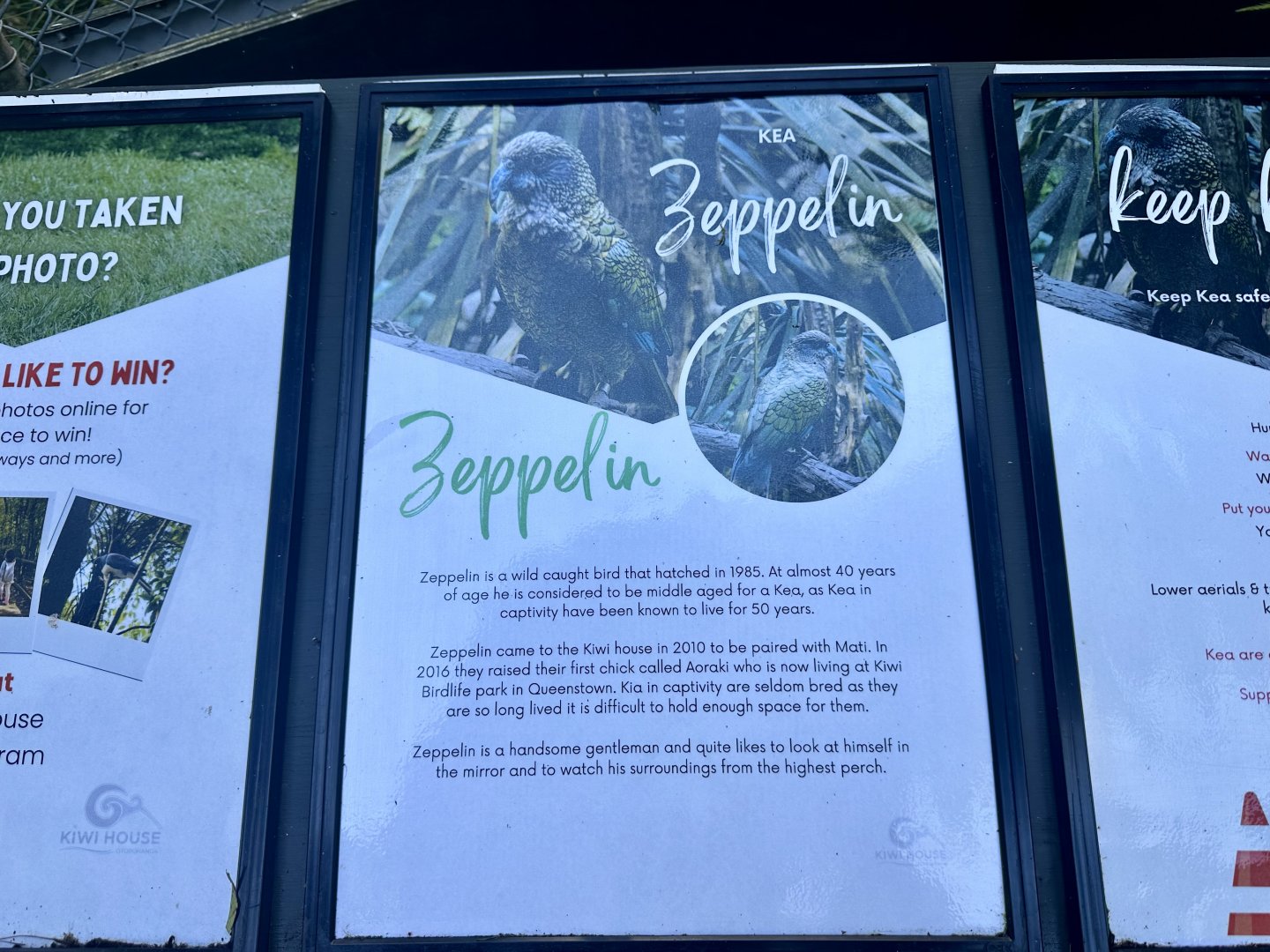 Kea Profile (Zeppelin)