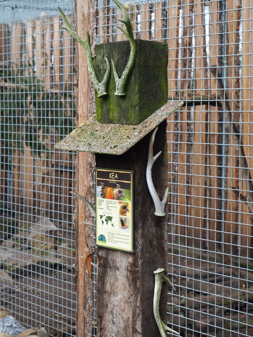Kea sign with sika deer antlers, 2019-04-06