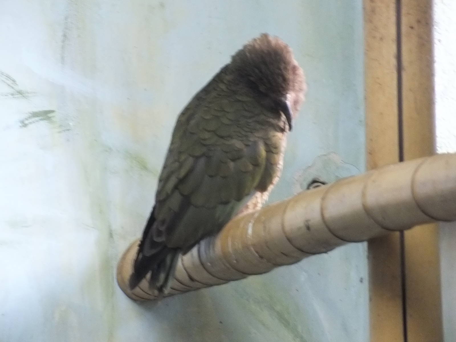 Kea sleeping