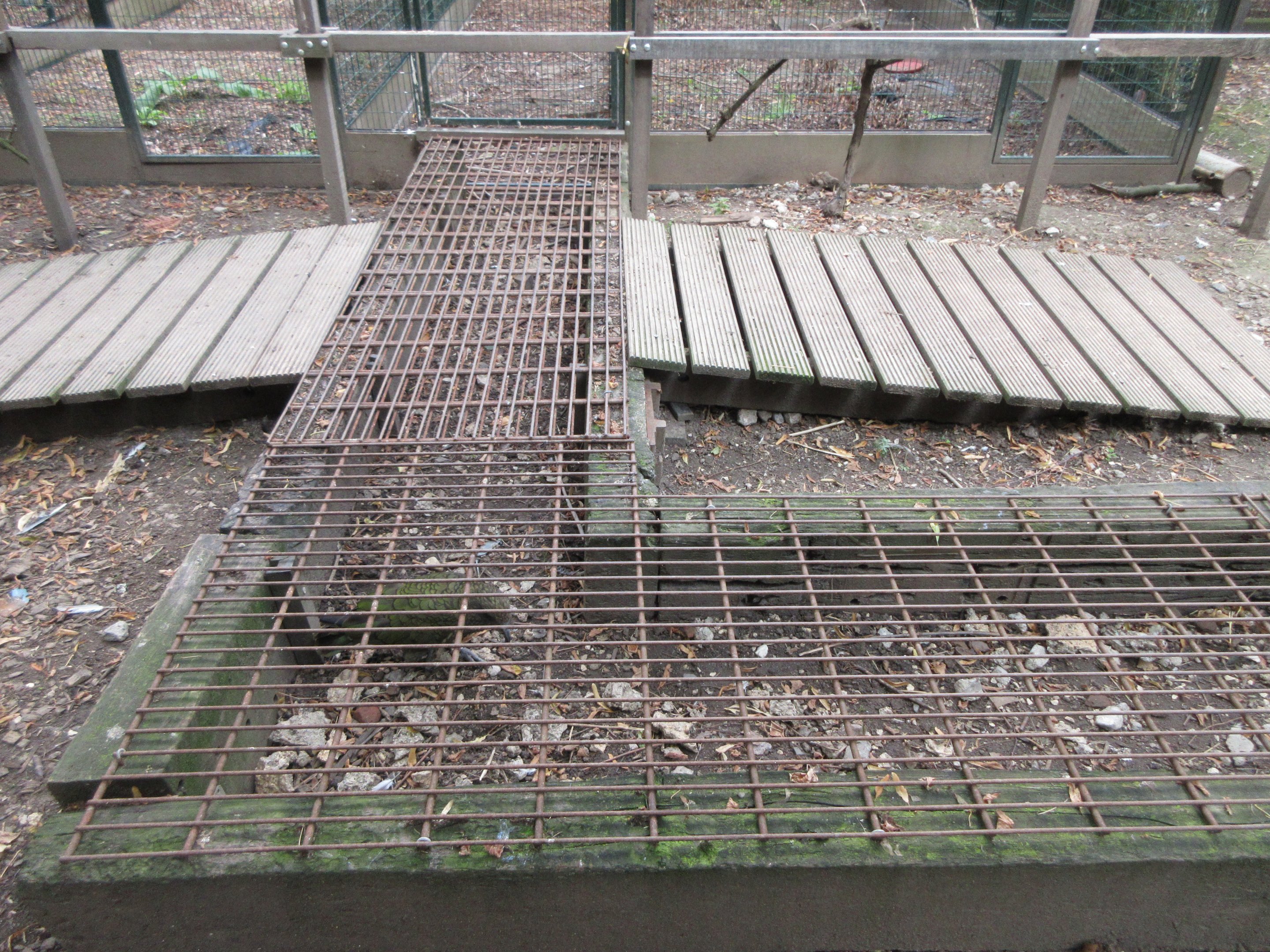 Kea (under the metal)