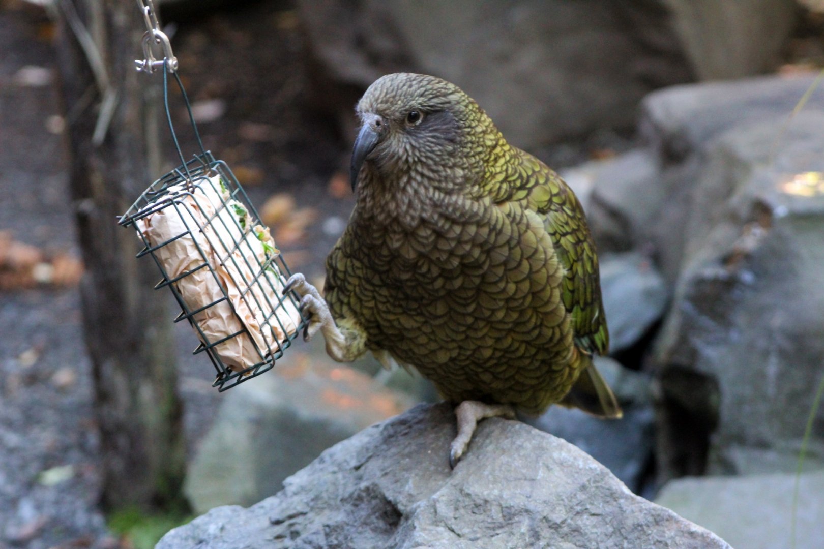 Kea w/ Enrichment