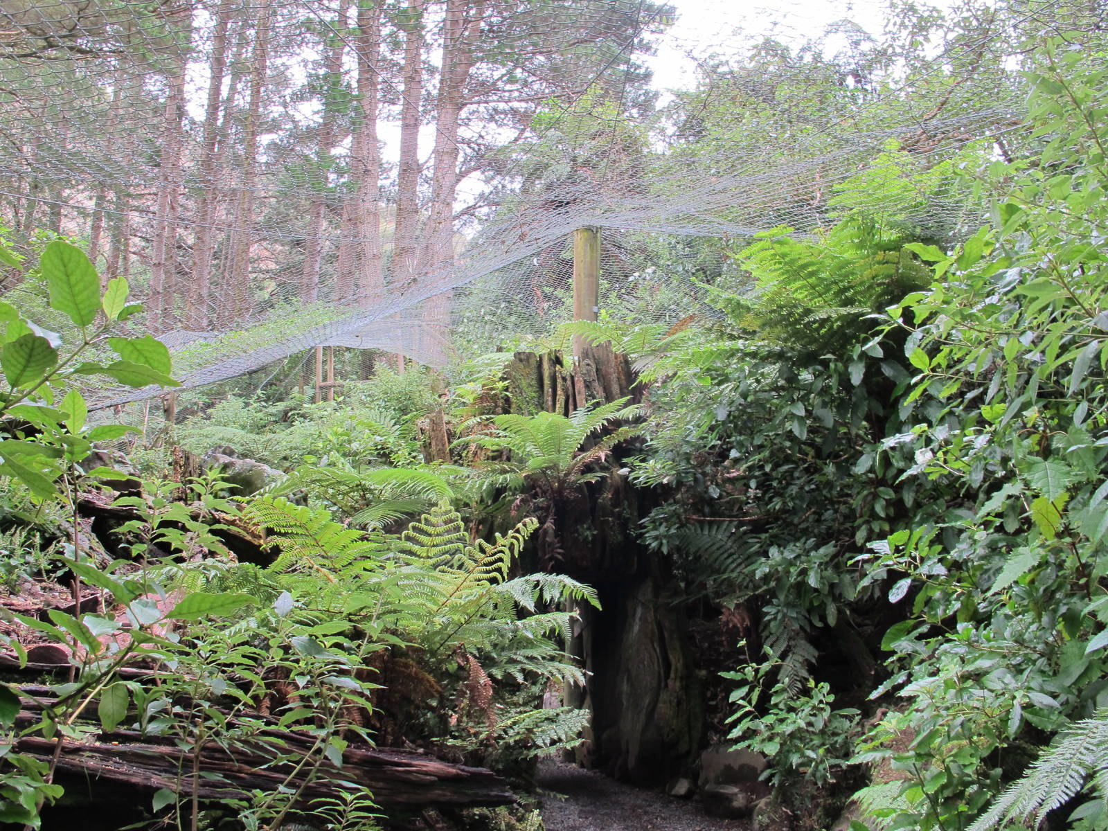 Kea Walkthrough Aviary - Staglands 2013
