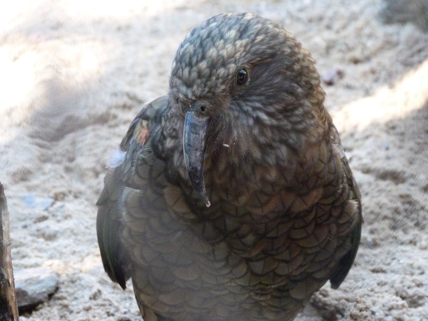 Kea -Zoo Praha (2025)