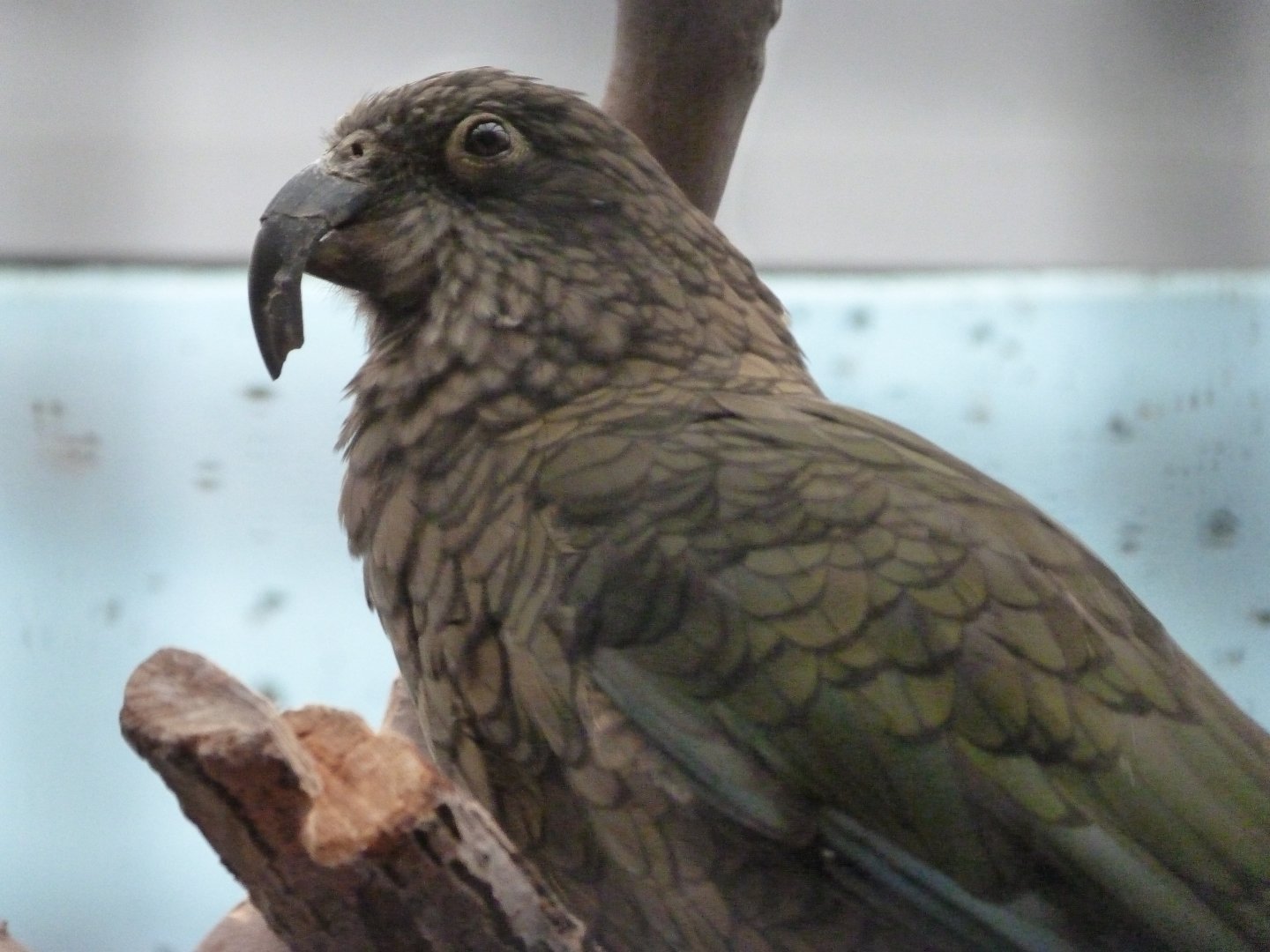 Kea -Zoologischer Garten Berlin (2024)