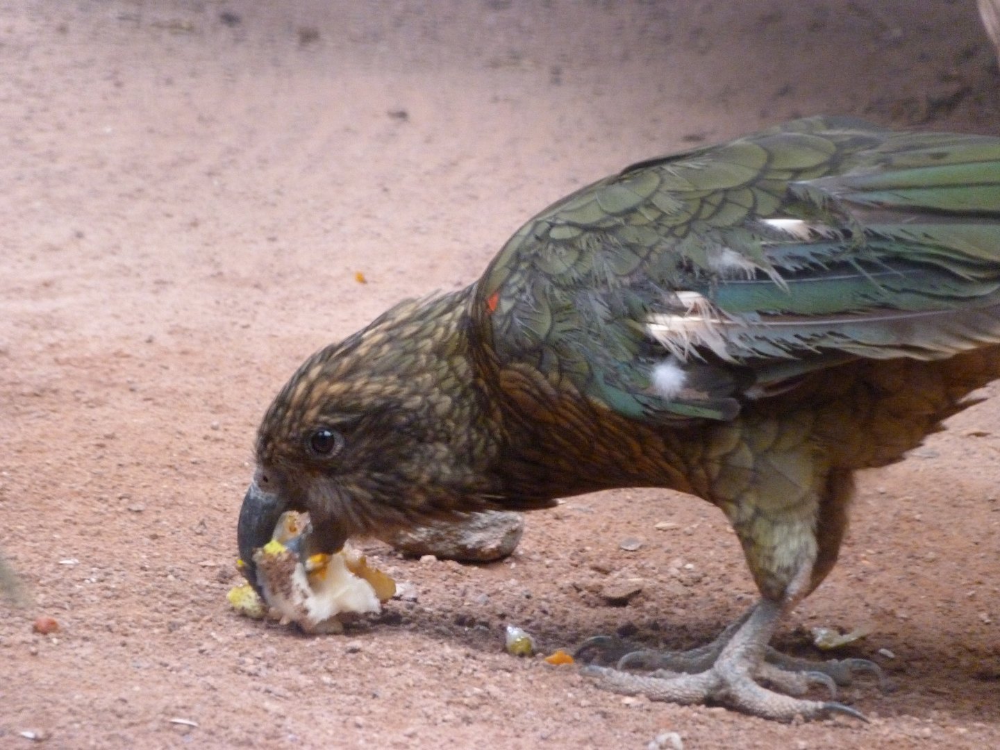 Kea -Zoologischer Garten Berlin (2024)
