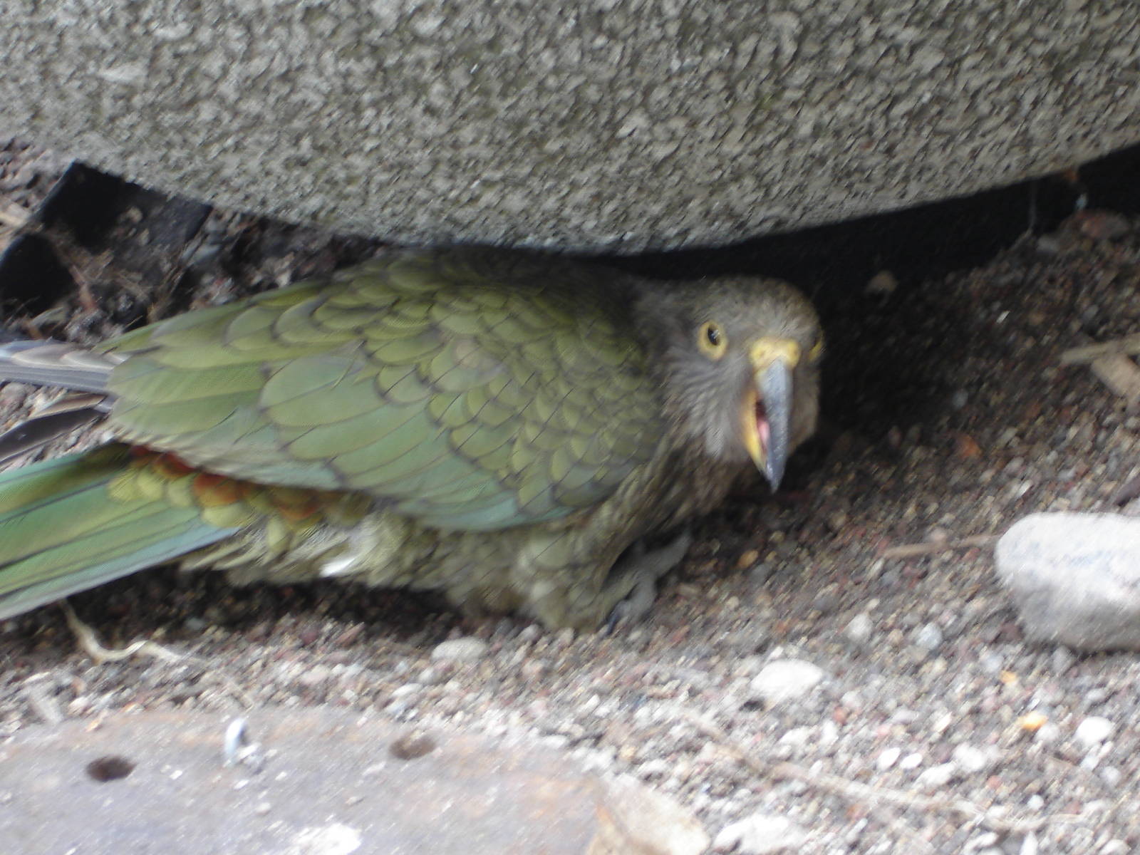 Kea