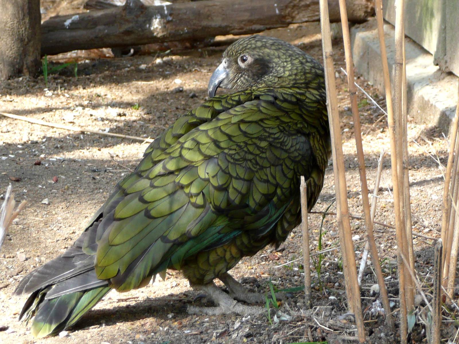 Kea