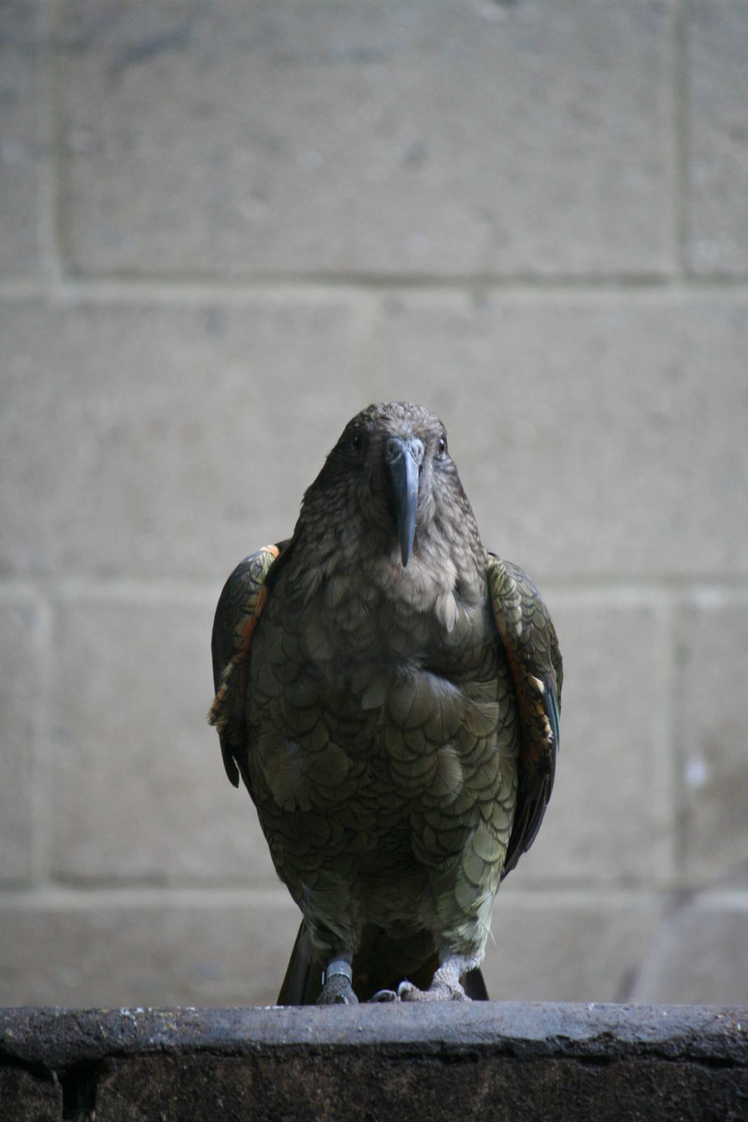 Kea