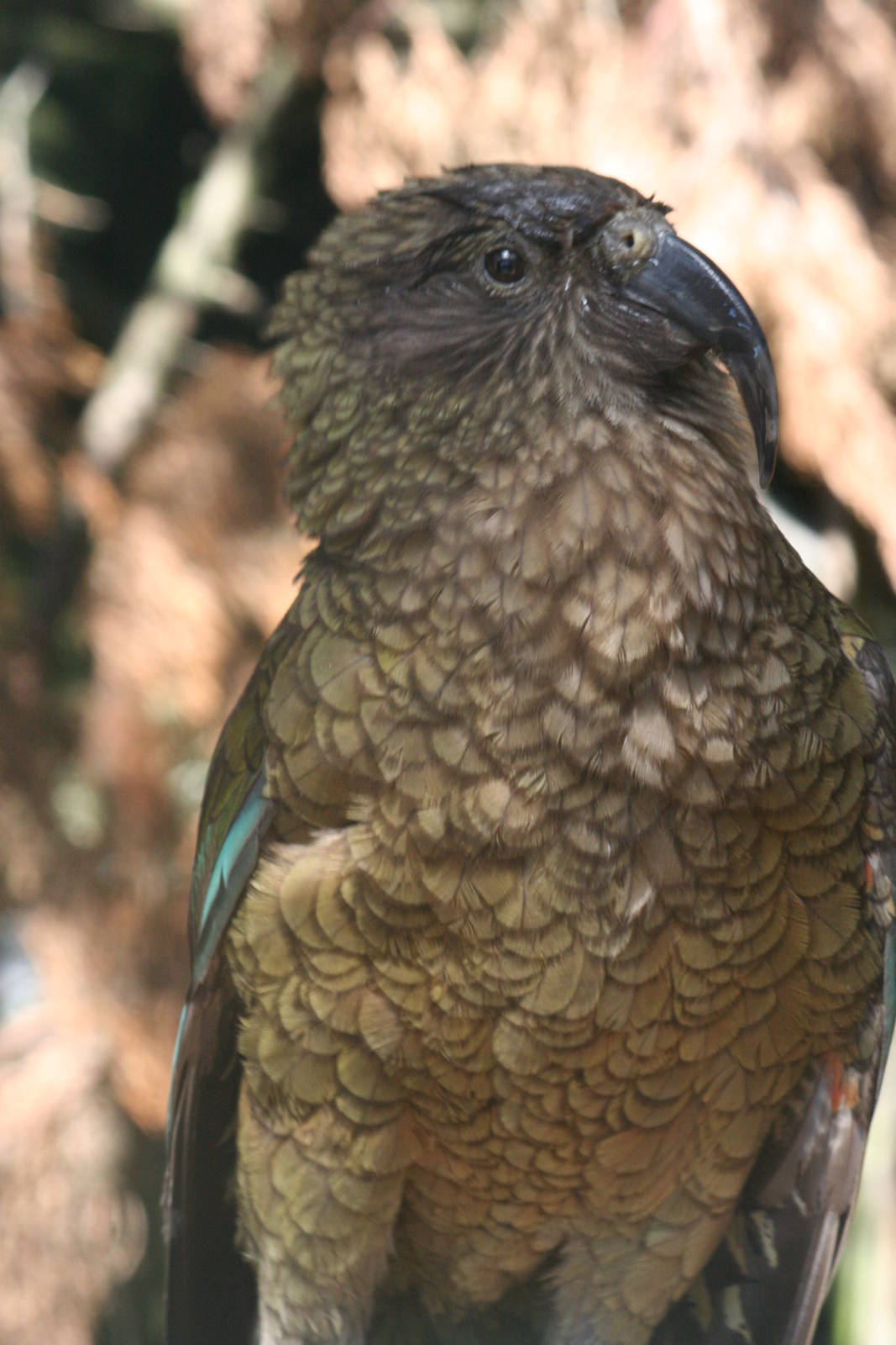 Kea