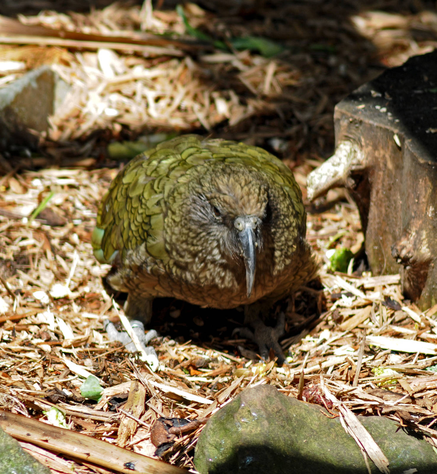 KEA