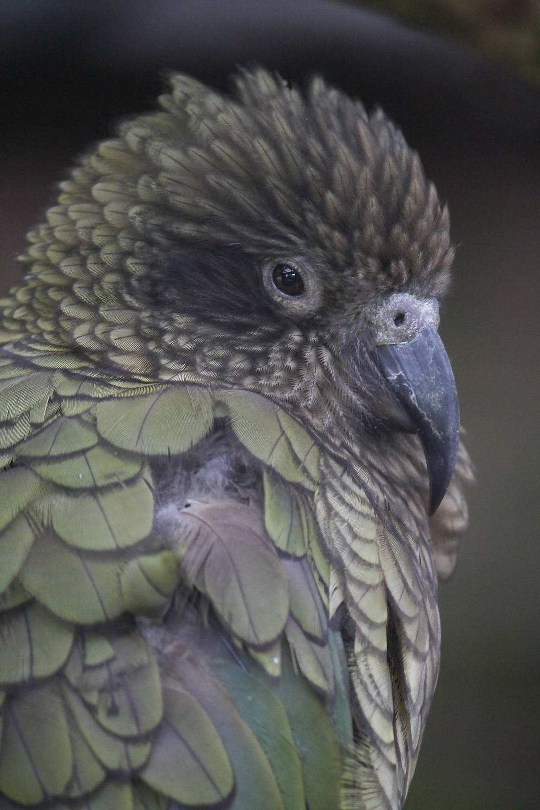 Kea