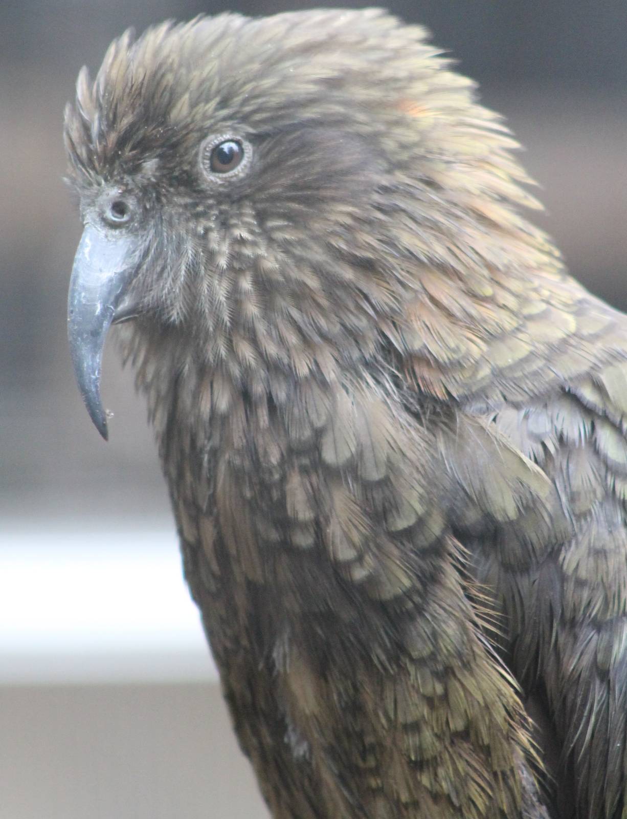 Kea