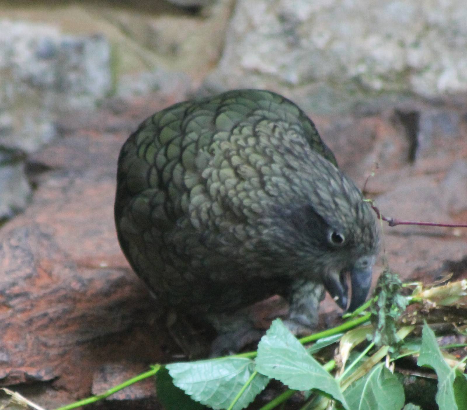 Kea