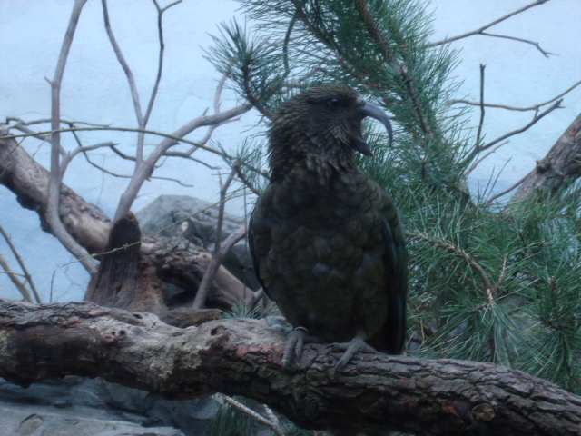 Kea