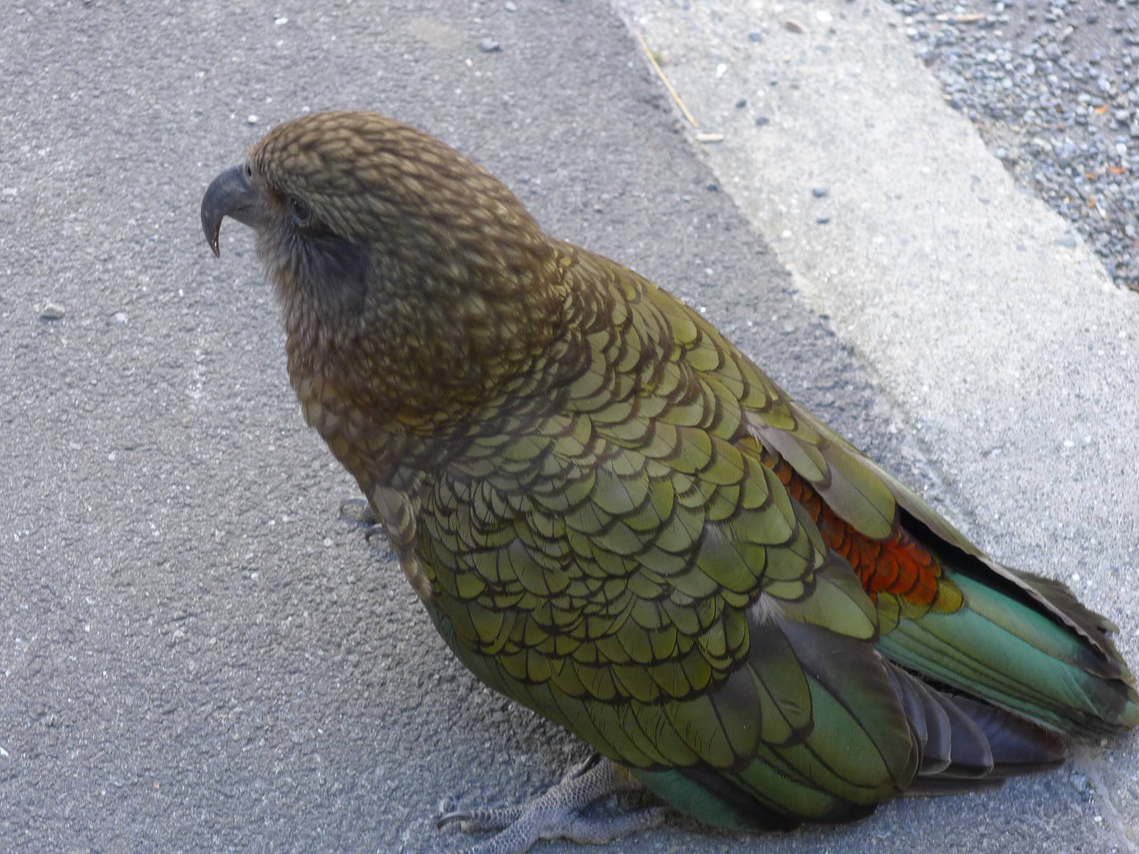 Kea