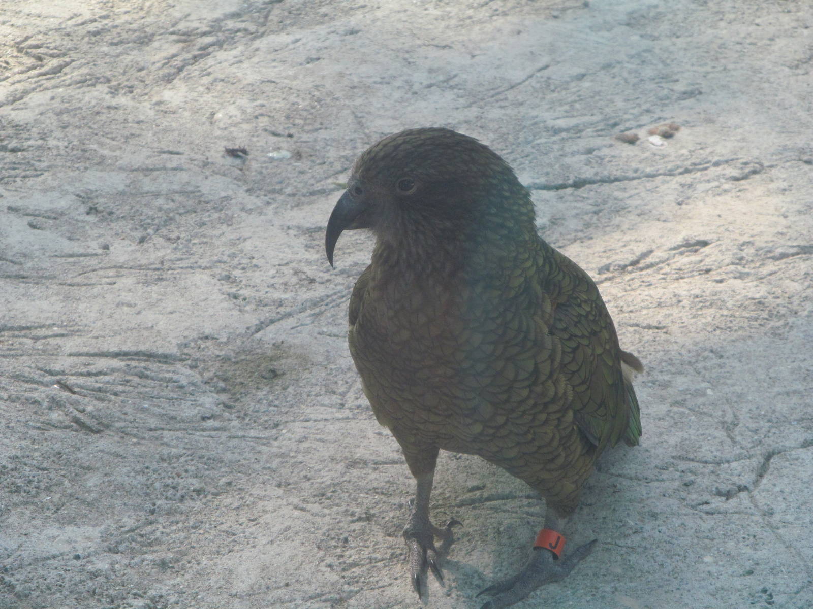 Kea
