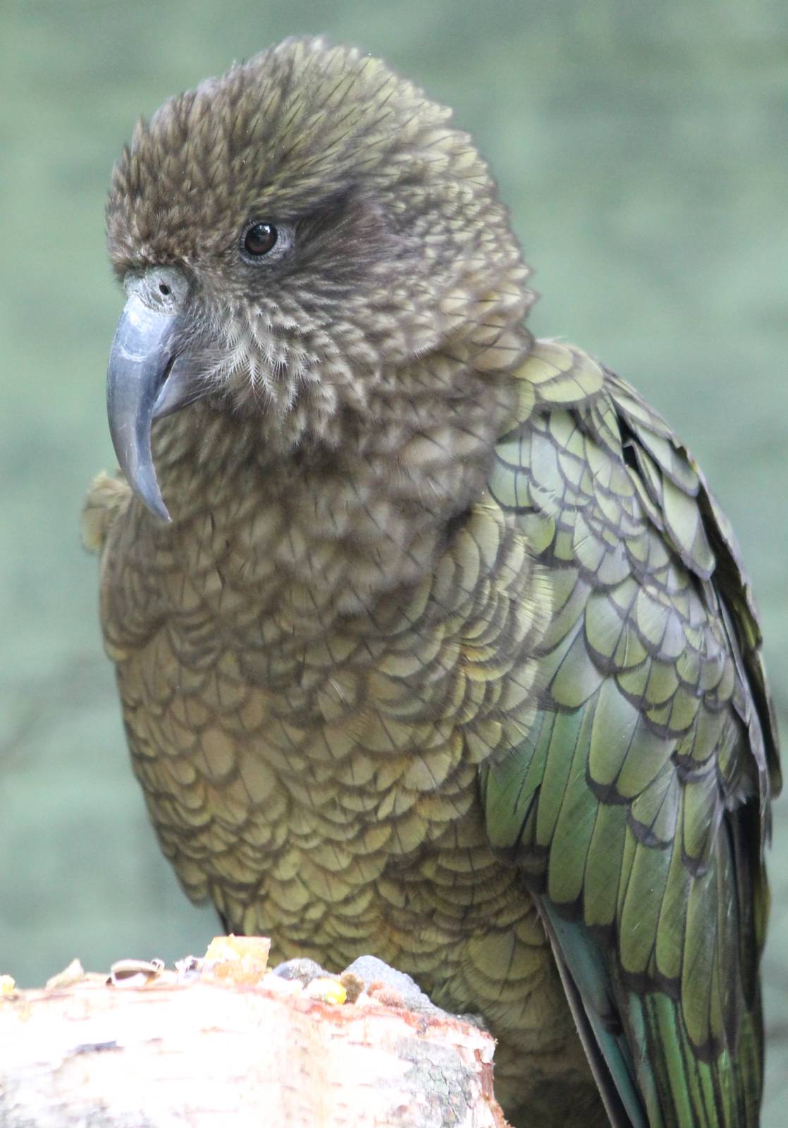 Kea