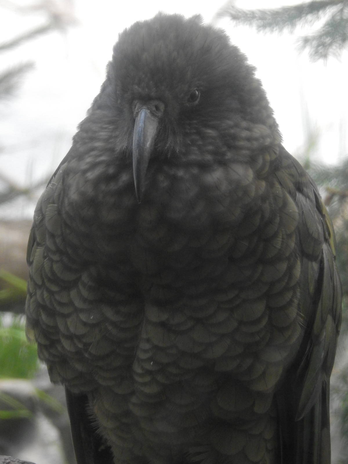 Kea